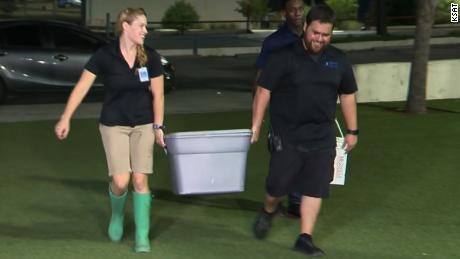   Staff members bring the stolen shark back to the San Antonio aquarium. 