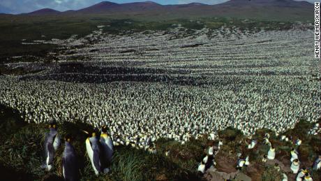   The King Penguin colony of Pigs Island in 1982, while population exceeded two million 
