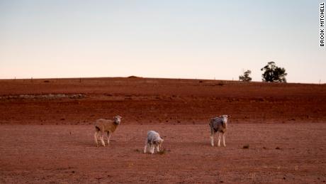 The entire state of NSW, home to the capital Canberra, is officially suffering from drought.