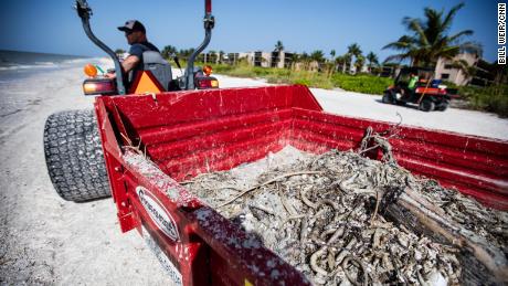 Florida&#39;s red tide has produced 2,000 tons of dead marine life and cost businesses more than $8 million