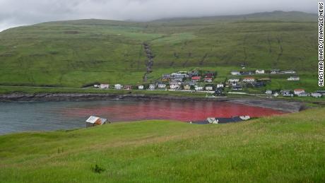 Water in the cove where the whaling took place is seen red with blood from the hunted animals.
