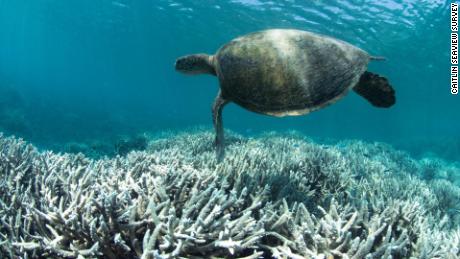 Dead corals do not just babies: the Great Barrier Reef is no longer able to recover from bleaching 