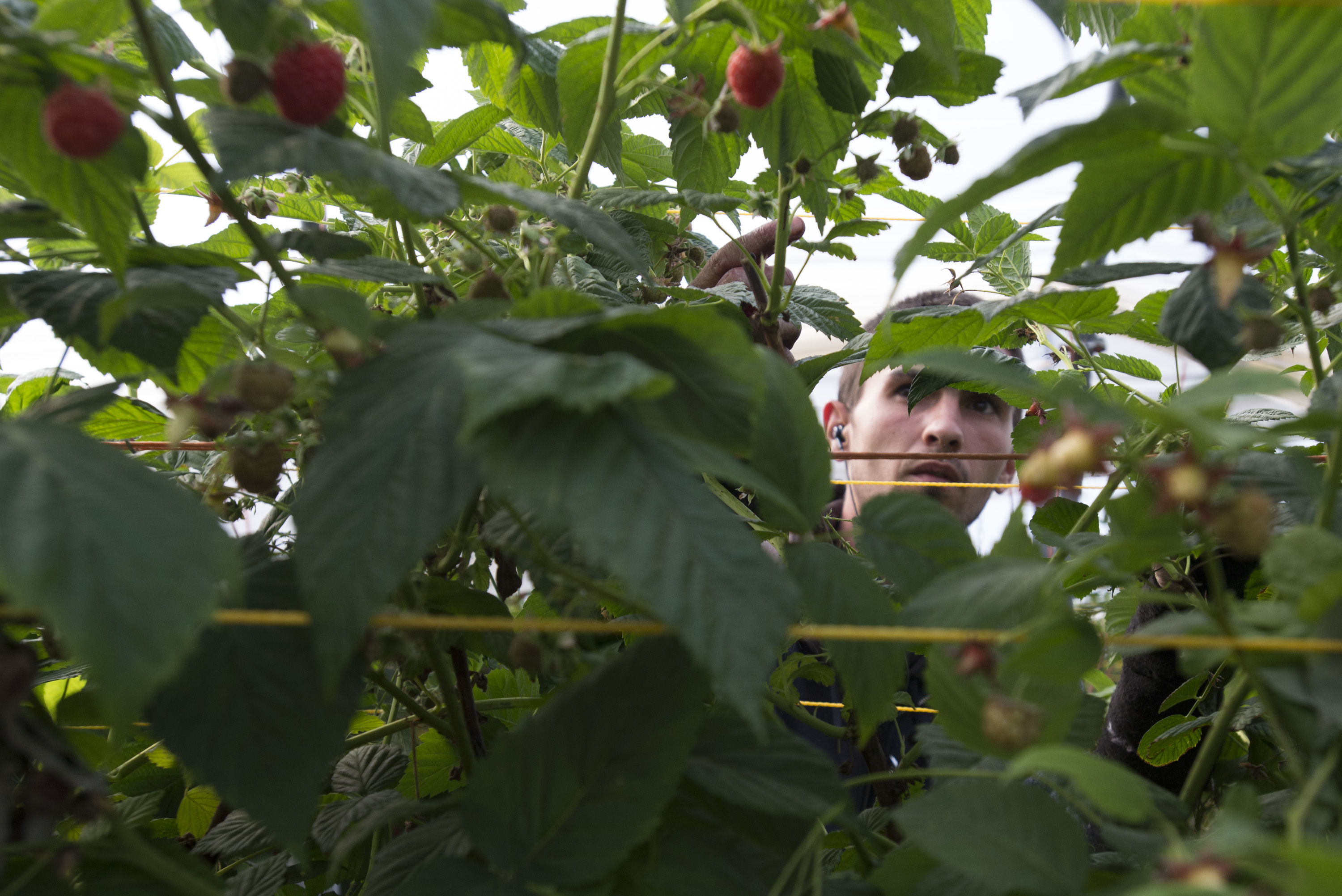 Nông dân trồng trái cây ở Anh cảm thấy bị ép khi Brexit hiện ra