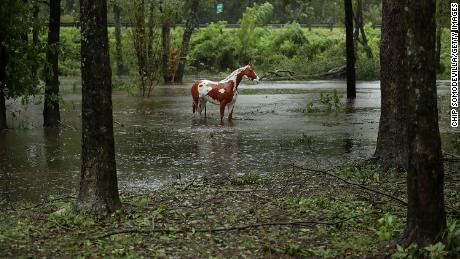 The statue of a horse stands in the rising waters of the Exchange Nature Park along the Neuse on September 15, 2018 in Kinston, North Carolina. 