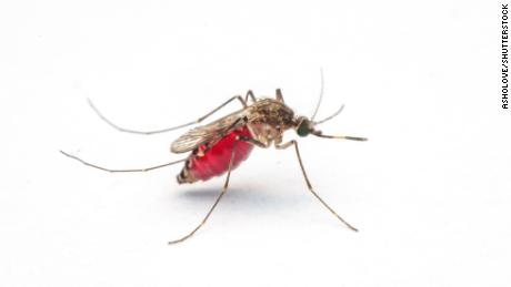 Microplastics have been found in mosquito bodies throughout their life cycle
