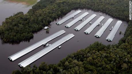 The chicken farm buildings are flooded with floods from Hurricane Florence, near Trenton, NB, on Sunday, Sept. 16, 2018. (AP Photo / Steve Helber)