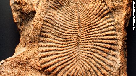 O animal mais antigo conhecido no mundo, identificado após décadas de mistério