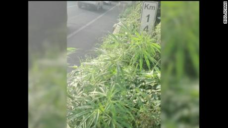 marihuana drogas calle estado de mexico militares jardinera autopista vo perspectivas mexico_00003014