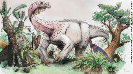 This is an artist&#39;s reconstruction of Ledumahadi mafube foraging in the Early Jurassic of South Africa. In the foreground, Heterodontosaurus (another South African dinosaur). CREDIT: Viktor Radermacher/University of the Witwatersrand
