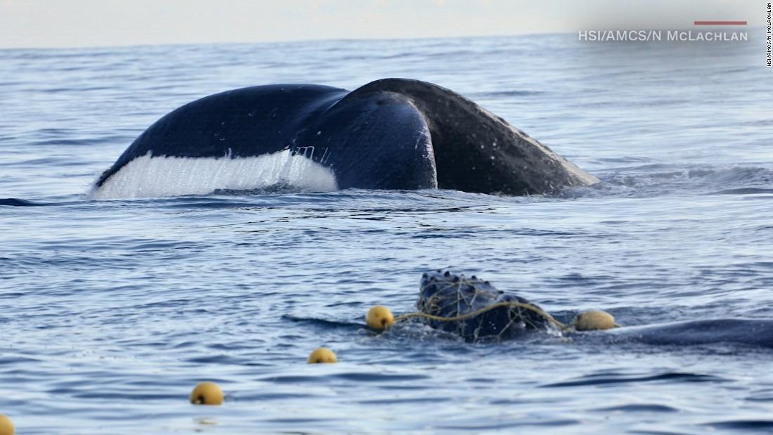 Liberan A Esta Cr A De Ballena Jorobada Atrapada En Una Red En