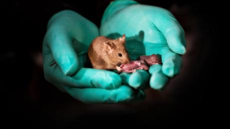 Scientists in China grow healthy mice from two females