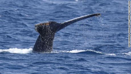 Whales change their tunes when ships appear       