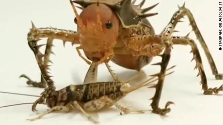 insecto gigante devora grillo cosmoderus acorazado erizo bugsologist digital nat vo es viral_00000822