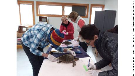 Volunteers are treating incoming turtles this week at the Audfon Wellfleet Bay Wildlife Sanctuary.