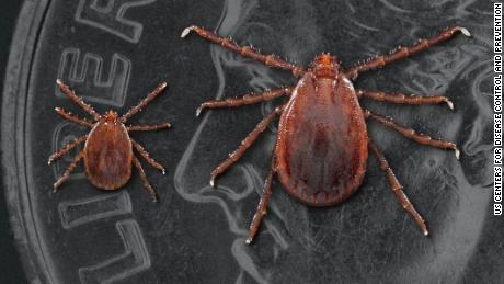 Two horned Asian ticks: a nymph or an immature tick on the left and an adult female. 