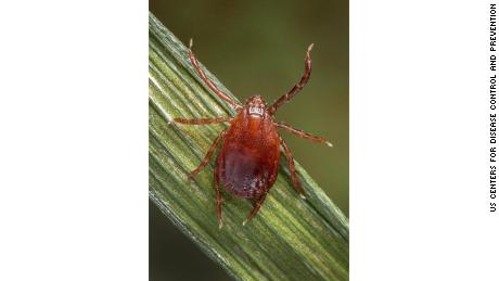 According to a study, an Asian tick that breeds itself could spread quickly and far