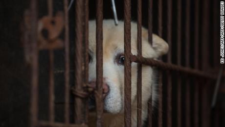 A dog looks out from a cage at a dog farm during a media visit organised by the Humane Society International (HSI) in Wonju, south East of Seoul on April 27, 2016.
