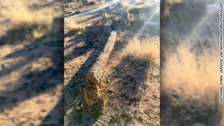   National park visitors cut protected trees from Joshua during a partial government closure 