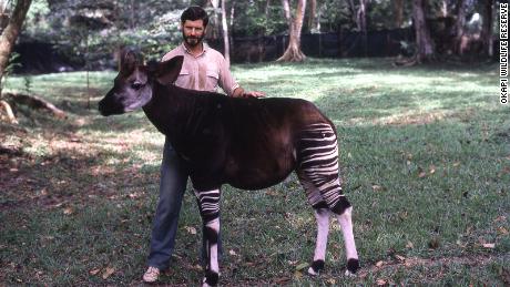 Top: John Lukas at the reserve in the early years. Below: With an okapi, when they were still kept at the Epulu station.