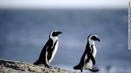 Penguins&#39; speech patterns are similar to humans, a new study finds