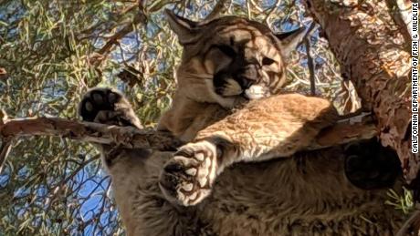 Mountain lion removed from tree in California yard