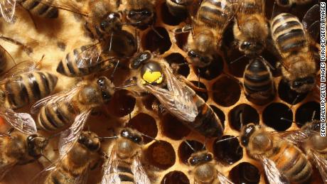 This winter has seen the most important honeybee colonies losses in the United States in more than a decade