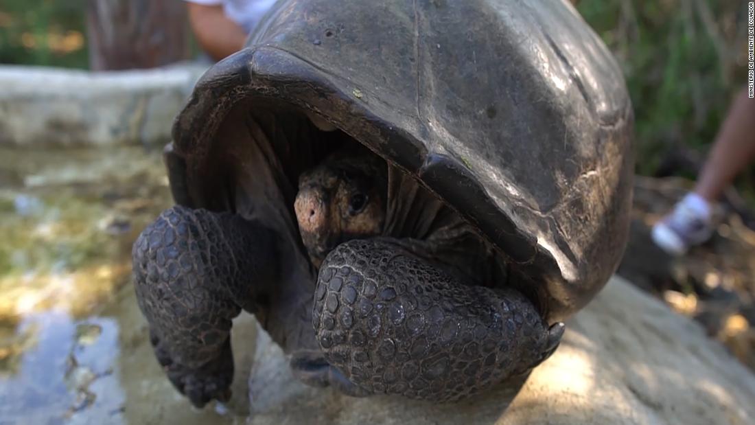 Hallan en Ecuador una especie de tortuga que se creía extinta hace 100