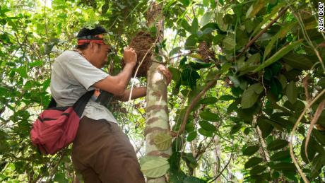 Iswan, the team's local guide, examines an arboreal mound containing the first giant bee found and its nest.