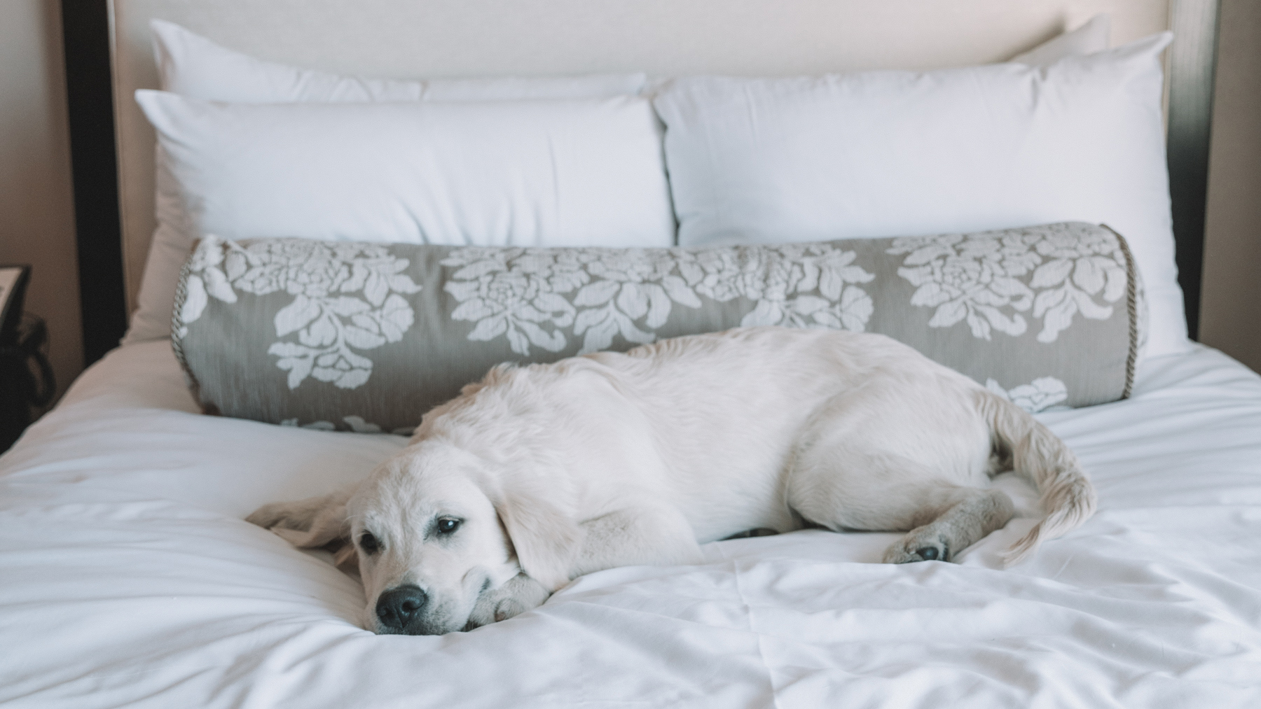 Pet Friendly Hotels 13 Of The Best Around The World Cnn Travel