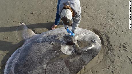 The Sunfish in the form of a trickster was found on a beach in California.