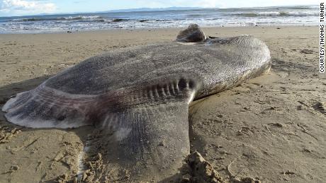 A huge, strange-looking fish washed up on a California beach. Scientists say it&#39;s a first 