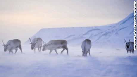 When rain freezes and forms ice, Svalbard&#39;s reindeer are at risk of starvation.