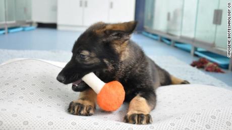 China begins training first cloned police dog