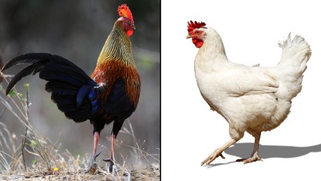The chickens, right, descend from birds like the red junglefowl. 