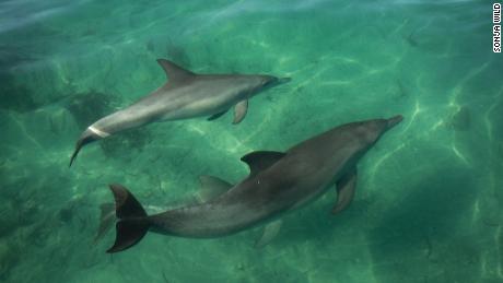 Warming oceans are killing dolphins, study shows