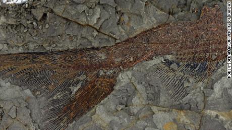 Scientists discover fossils created by asteroid that killed dinosaurs
