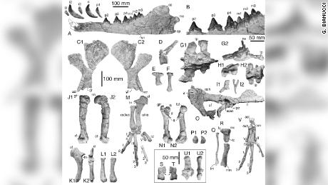 This figure shows the bones of Peregocetus, including the mandible with the teeth, scapula, vertebrae, sternum elements, pelvis and anterior and posterior limbs.