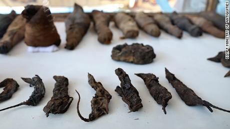 Archeologists found about 50 mummified animals in the tomb, including cats and mice.