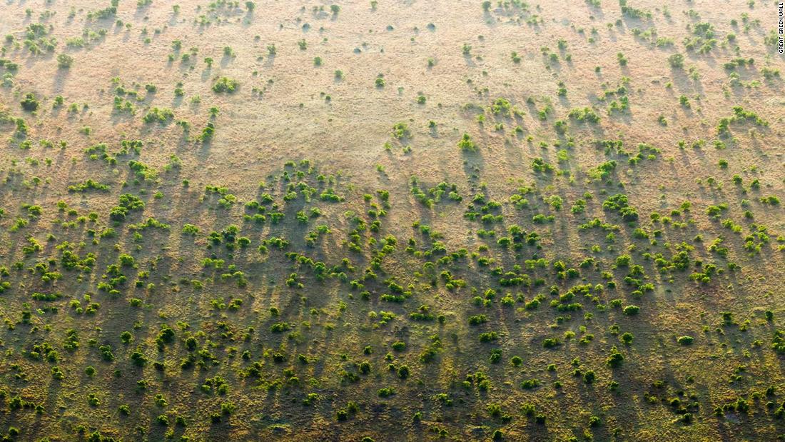 Best Way To Fight Climate Change Plant Trees CNN