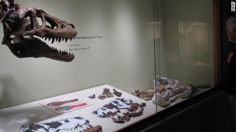 A baby t-rex fossil is up for auction on ebay for $2.95 million