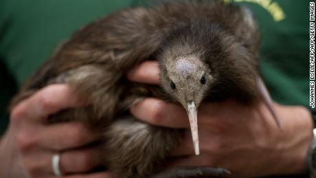 A keeper holds two kiwi chicks in his hands in Berlin on June 19, 2012.