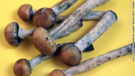 Magic mushrooms, which contain the hallucinogenic compound psilocybin, are on the ballot in Denver.