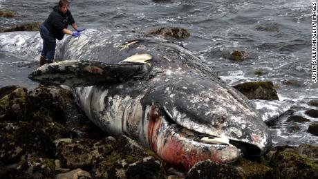 Mysterious surge in dead gray whales concerns scientists