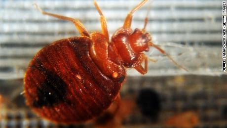 Bedbugs are drawn to certain colors, study finds