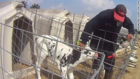 Fair Oaks Farms investigated after plainclothes animal welfare activist captures cow-calf abusers