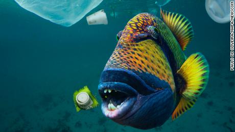 Titan triggerfish eat plastic trash in the waters of Maldives.
