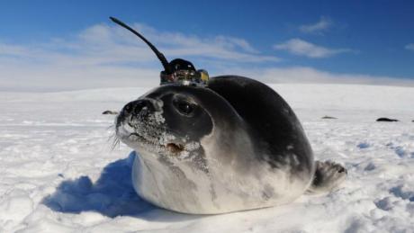 Seals with antennae on their heads helped scientists solve an Antarctic mystery 