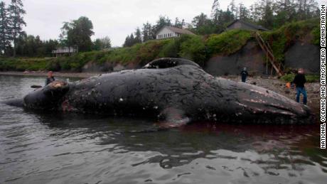 The whale first drifted ashore in front of houses north of Port Ludlow, Washington. A stranding response crew towed it to the site where it will be left to decompose.