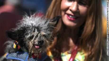 PETALUMA, CALIFORNIA - JUNE 21: Yvonne Morones holds her dog Scamp the Tramp before the start of the World's Ugliest Dog contest at the Marin-Sonoma County Fair on June 21, 2019 in Petaluma, California. Ugly dogs from across the country participate in the World's Ugliest Dog contest. (Photo by Justin Sullivan/Getty Images)