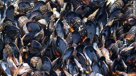 It&#39;s so hot that mussels are cooking in their shells and highways are buckling